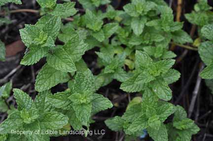 Herb Spearmint